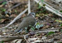 Caribbean Dove - Leptotila jamaicensis