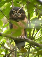 Spectacled Owl - Pulsatrix perspicillata