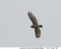 Northern Long-eared Owl - Asio otus