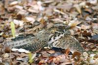 Puerto Rican Nightjar - Caprimulgus noctitherus