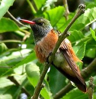 Amazilia Hummingbird - Amazilia amazilia