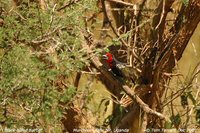 Black-billed Barbet - Lybius guifsobalito