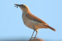 Tail-banded Hornero - Furnarius figulus