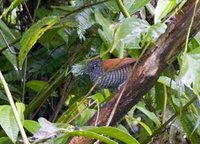 Lined Antshrike - Thamnophilus tenuepunctatus