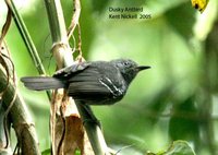 Dusky Antbird - Cercomacra tyrannina