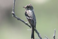 Western Wood-Pewee - Contopus sordidulus