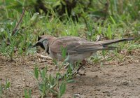 Horned Lark - Eremophila alpestris