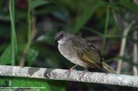 Olive-winged Bulbul - Pycnonotus plumosus