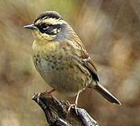 Siberian Accentor - Prunella montanella