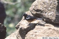 Mocking Cliff-Chat - Thamnolaea cinnamomeiventris