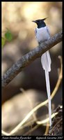 Asian Paradise-Flycatcher - Terpsiphone paradisi