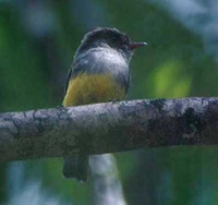 Yellow-bellied Robin - Eopsaltria flaviventris