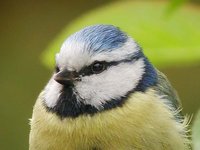 Eurasian Blue Tit - Cyanistes caeruleus