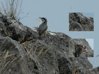 Rock Nuthatch - Sitta neumayer