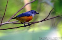 Orange-bellied Flowerpecker - Dicaeum trigonostigma