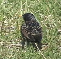 European Starling - Sturnus vulgaris