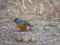 Orange-breasted Bunting - Passerina leclancherii