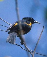 St. Lucia Oriole - Icterus laudabilis