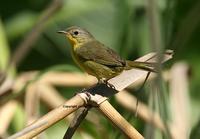 Masked Yellowthroat: female