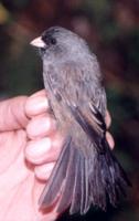 Catamenia inornata (Chisga de paramo)