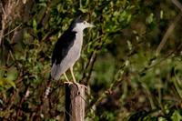 Black-crowned  night-heron   -   Nycticorax  nycticorax   -   Nitticora  comune