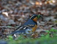 Varied Thrush