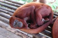 curious, or perhaps worried, howler monkey