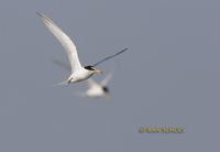 Little tern C20D 03467.jpg