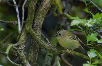 Goldcrest