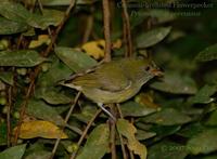 Crimson-breasted Flowerpecker (female)