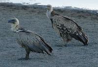 Ruppell's Griffon Vulture p.54