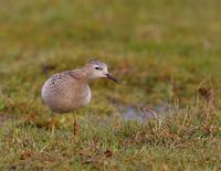 Buff-breasted Sandpiper (Tryngites subruficollis)