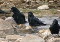 Carrion Crow Corvus corone 까마귀