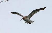 Numenius arquata , 마도요 - Eurasian Curlew