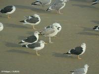 Goéland pontique H1 (Larus cachinans)