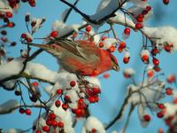 Pine Grosbeak (Pinicola enucleator)