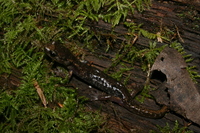 : Aneides ferreus; Clouded Salamander