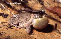 : Bufo granulosus