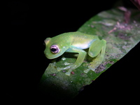 : Cochranella albomaculata