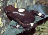 : Oophaga histrionica; Harlequin Poison Frog