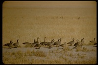 : Branta canadensis; Canada Goose