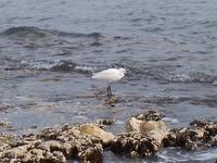 : Egretta garzetta; Little Egret