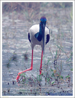 : Ephippiorhynchus asiaticus; Black-necked Stork