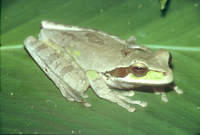 : Smilisca phaeota; Masked Tree Frog