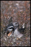 : Phalaropus tricolor; Wilson's Phalarope