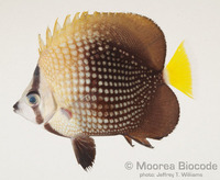 : Chaetodon trichrous