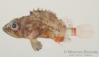 : Scorpaenodes parvipinnis