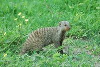 : Mungos mungo; Banded Mongoose