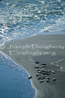 : Phoca vitulina ssp. richardsi; Pacific Harbor Seal