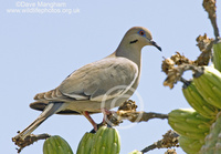 : Zenaida asiatica; White-winged Dove